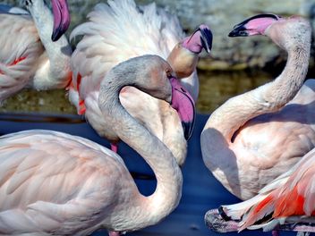 pink flamingos in park - Free image #329883